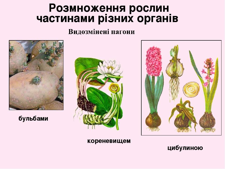 Розмноження рослин частинами різних органів бульбами цибулиною кореневищем