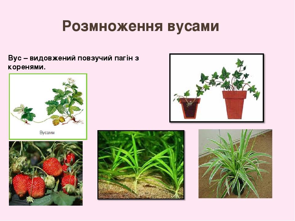 Розмноження вусами Вус – видовжений повзучий пагін з коренями.