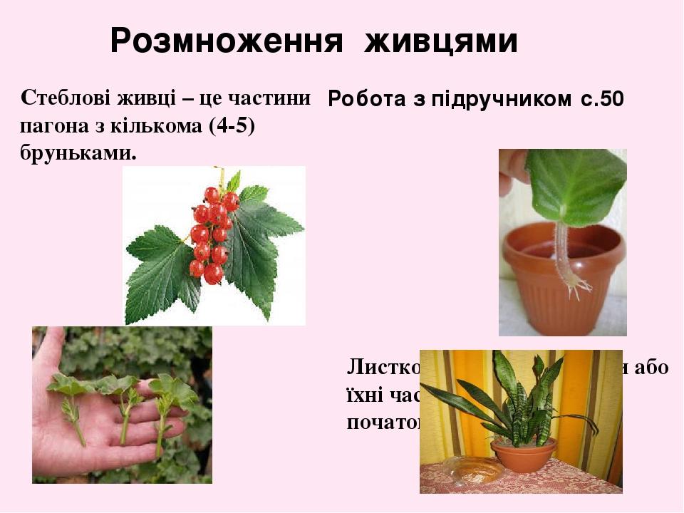 Розмноження живцями Стеблові живці – це частини пагона з кількома (4-5) бруньками. Листкові живці – це листки або їхні частинки, які дають початок ...