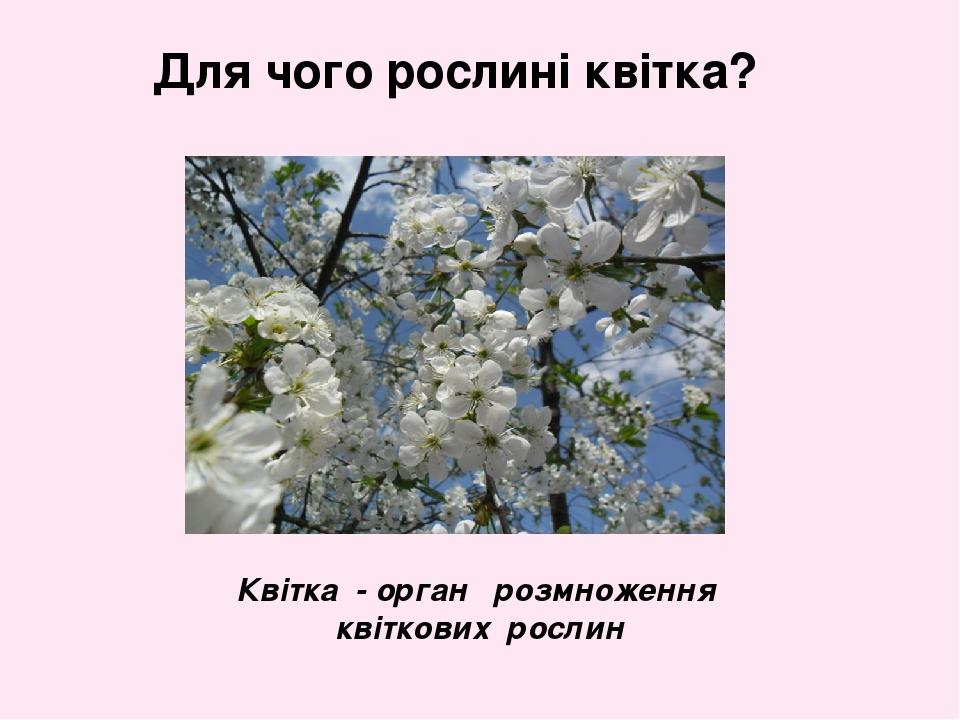 Квітка - орган розмноження квіткових рослин Для чого рослині квітка?