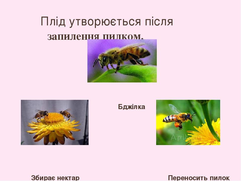 Плід утворюється після запилення пилком. Бджілка Збирає нектар Переносить пилок