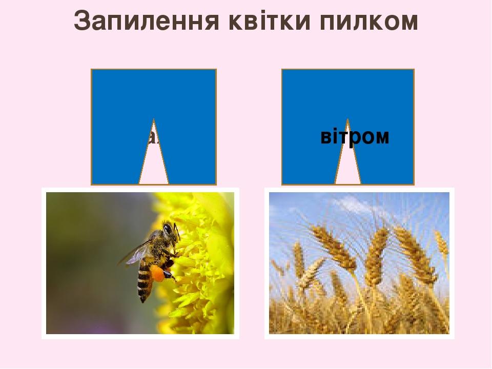 Запилення квітки пилком комахами вітром