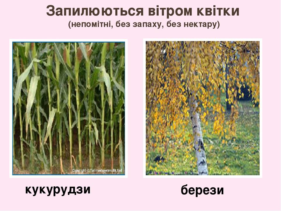 Запилюються вітром квітки (непомітні, без запаху, без нектару) берези кукурудзи