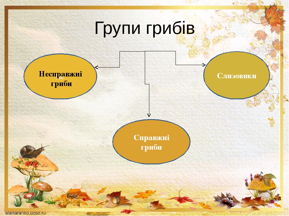 Різноманітність грибів