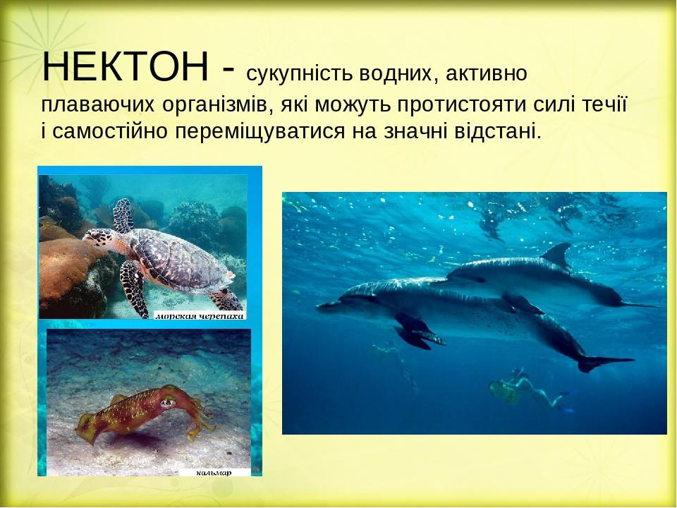 Нектон это в географии 6 класс. Нектон. Представители нектона. Планктон Нектон бентос. Нектон это в биологии.