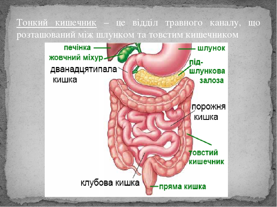 Ворсинки кишечника фото