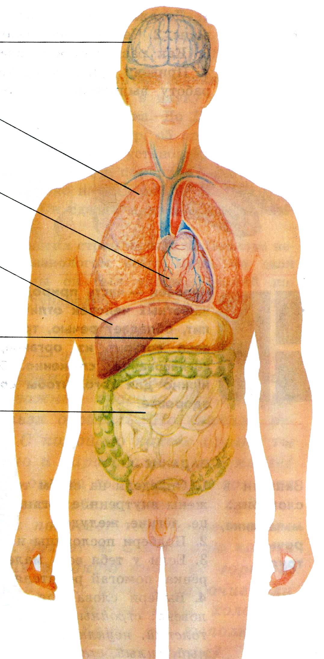 Органы человека расположение с названиями. Внутренние органы. Расположение внутренних органов. Тело человека органы. Расположение органов у человека.