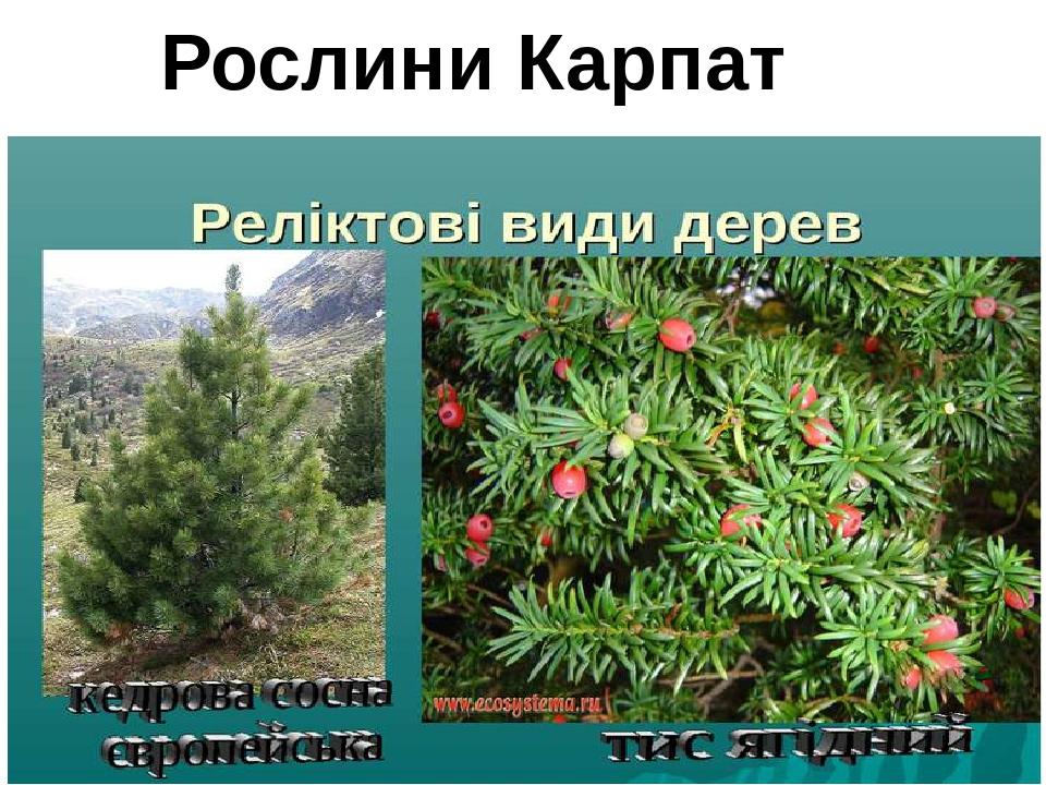 Рослини Карпат