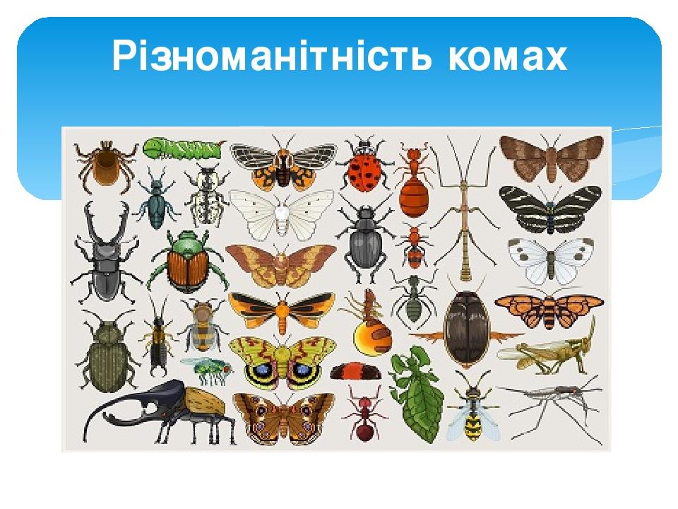 Різноманітність комах