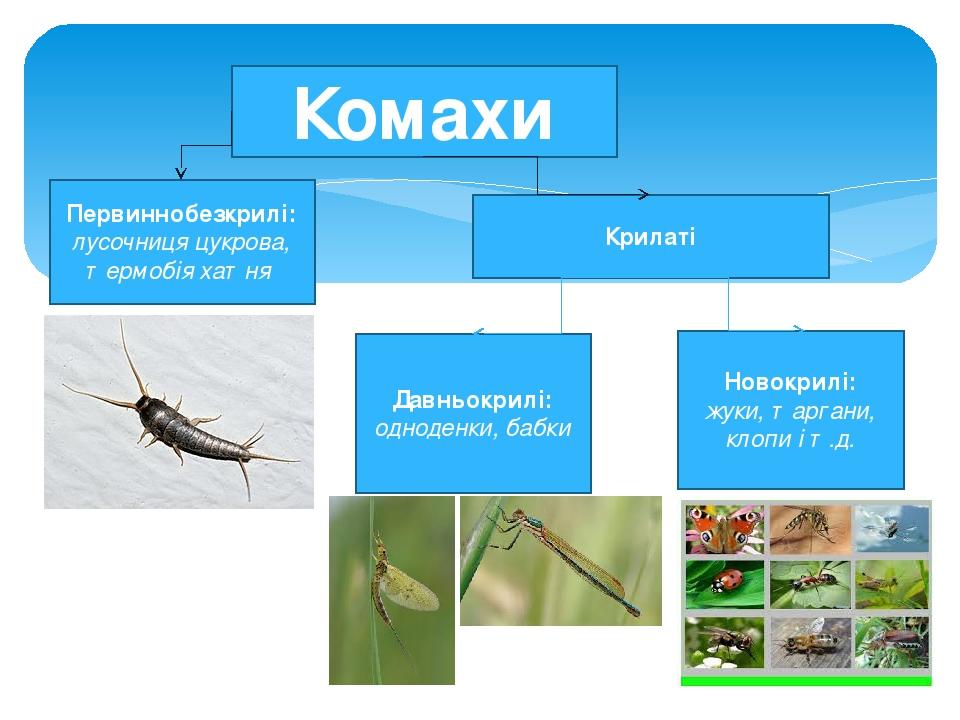 Комахи Первиннобезкрилі: лусочниця цукрова, термобія хатня Крилаті Давньокрилі: одноденки, бабки Новокрилі: жуки, таргани, клопи і т.д.