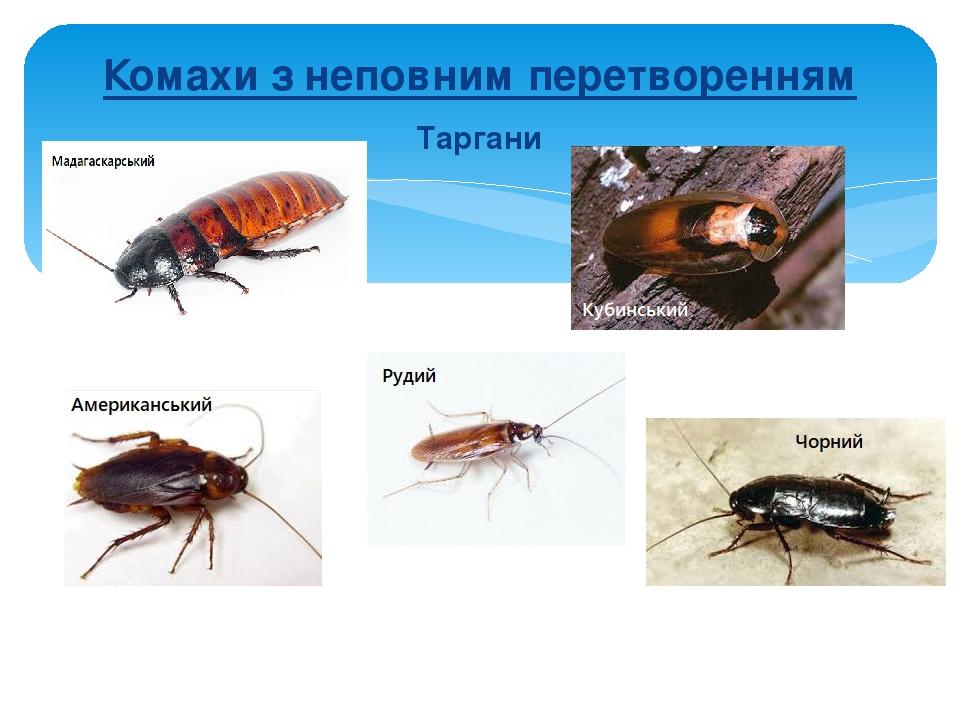 Комахи з неповним перетворенням Таргани