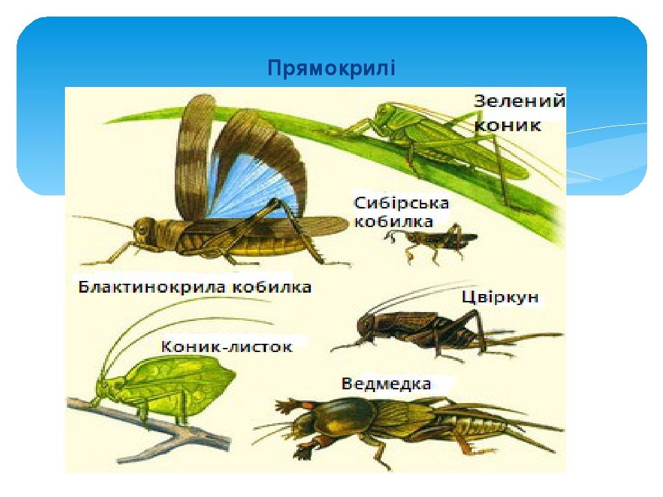 Прямокрилі