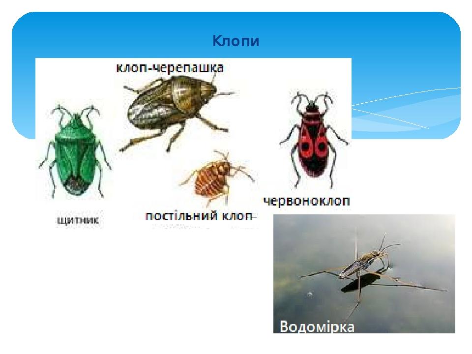 Клопи