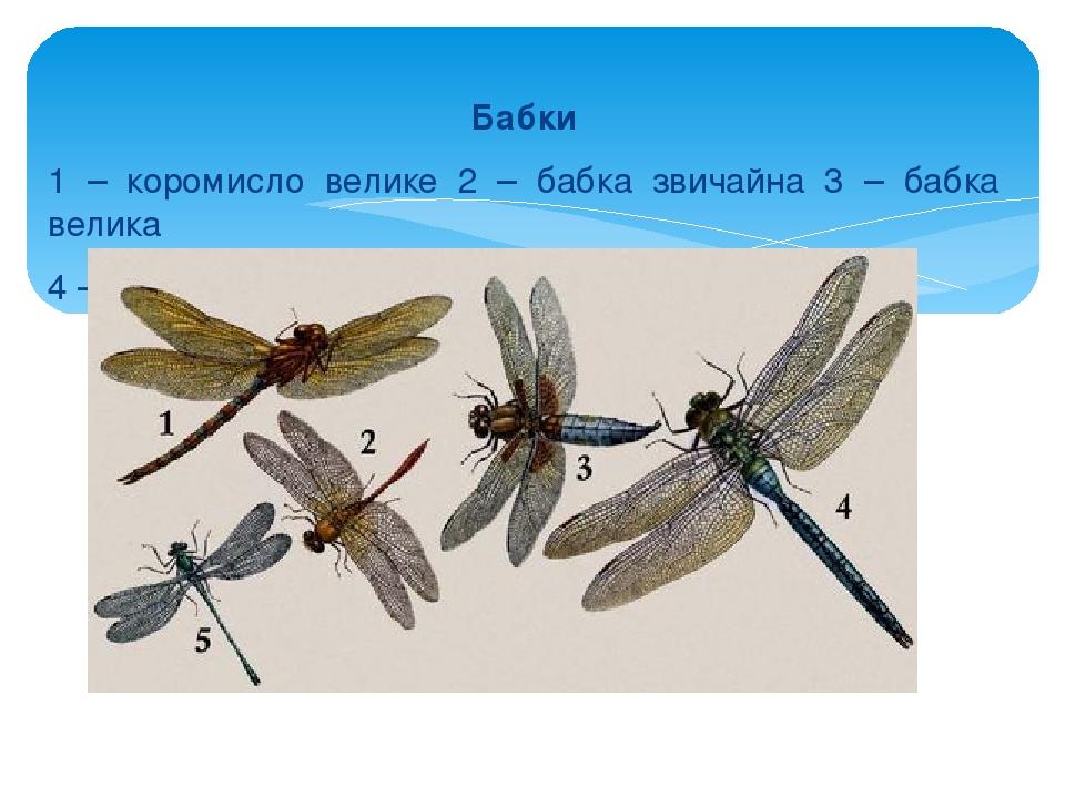 Бабки 1 – коромисло велике 2 – бабка звичайна 3 – бабка велика 4 – дозорець-імператор 5 – лютка-дріада
