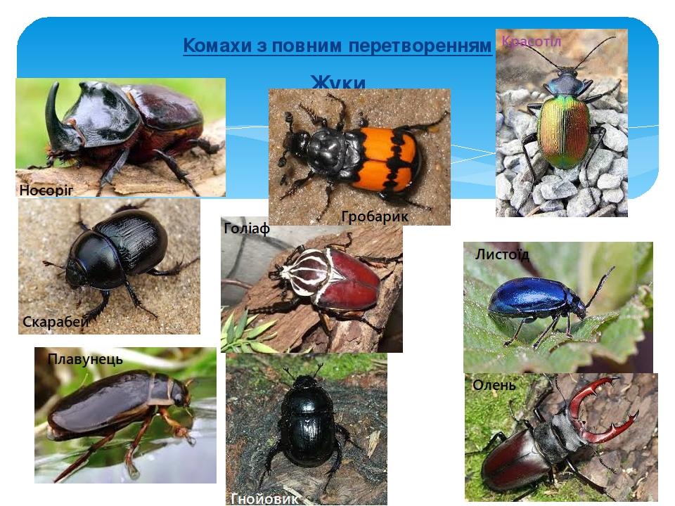 Комахи з повним перетворенням Жуки