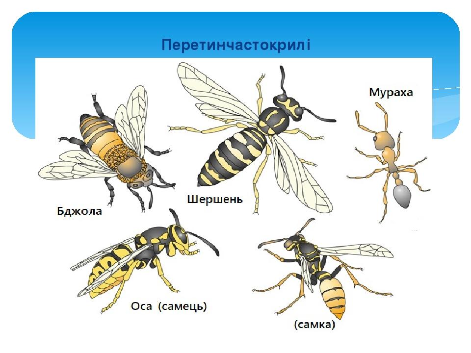 Перетинчастокрилі