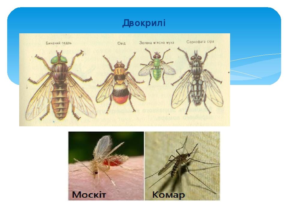 Двокрилі