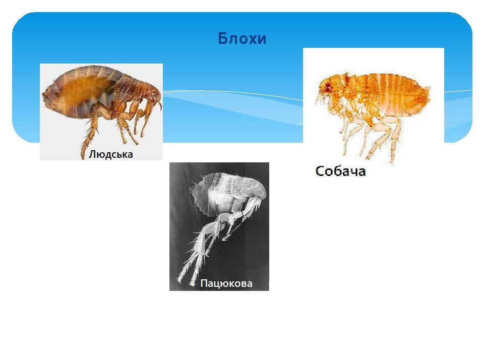 Блохи