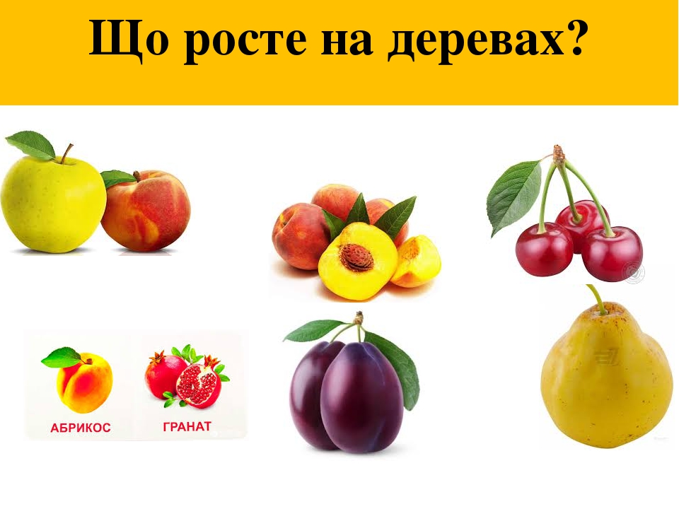 Тиждень 27. " Навіщо ми їмо?"