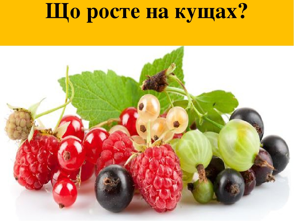 Тиждень 27. " Навіщо ми їмо?"