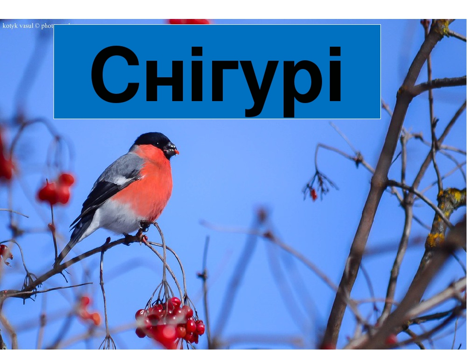 Снігурі