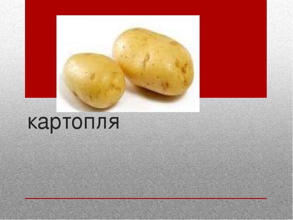 картопля