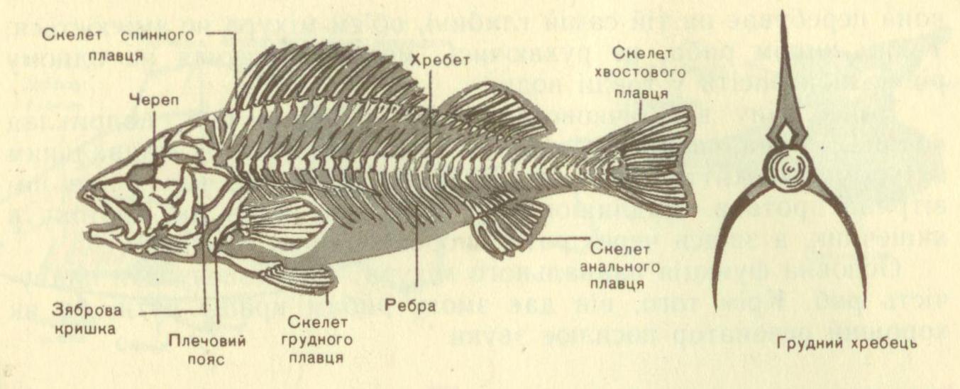 Скелет рыб 7 класс