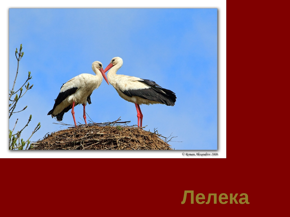 Загадки