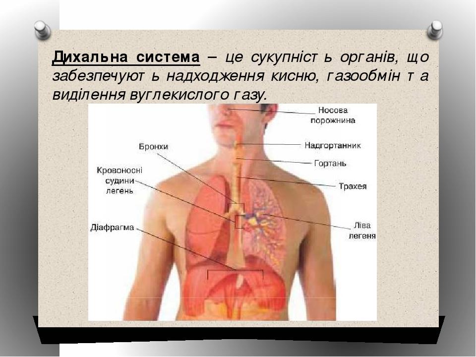 Дихальна система – це сукупність органів, що забезпечують надходження кисню, газообмін та виділення вуглекислого газу.