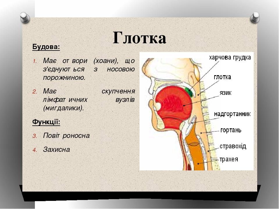 Глотка Будова: Має отвори (хоани), що з'єднуються з носовою порожниною. Має скупчення лімфатичних вузлів (мигдалики). Функції: Повітроносна Захисна