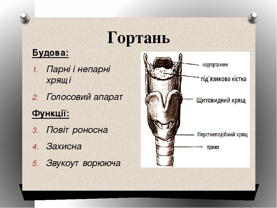 Гортань Будова: Парні і непарні хрящі Голосовий апарат Функції: Повітроносна Захисна Звукоутворююча