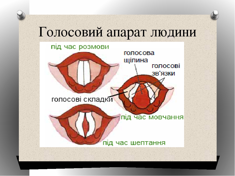 Голосовий апарат людини