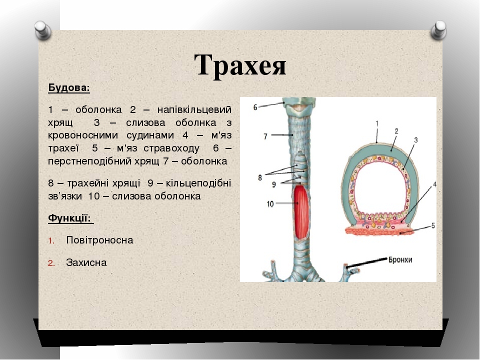 Трахея Будова: 1 – оболонка 2 – напівкільцевий хрящ 3 – слизова оболнка з кровоносними судинами 4 – м'яз трахеї 5 – м'яз стравоходу 6 – перстнеподі...