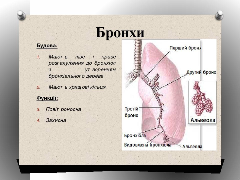 Бронхи Будова: Мають ліве і праве розгалуження до бронхіол з утворенням бронхіального дерева Мають хрящові кільця Функції: Повітроносна Захисна