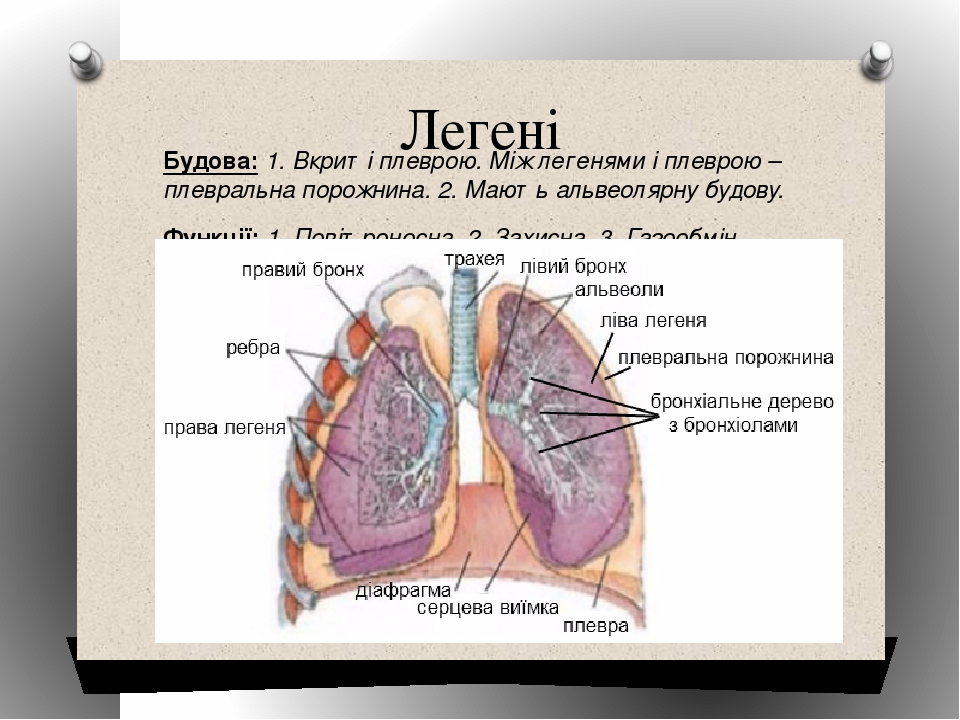 Легені Будова: 1. Вкриті плеврою. Між легенями і плеврою – плевральна порожнина. 2. Мають альвеолярну будову. Функції: 1. Повітроносна. 2. Захисна....