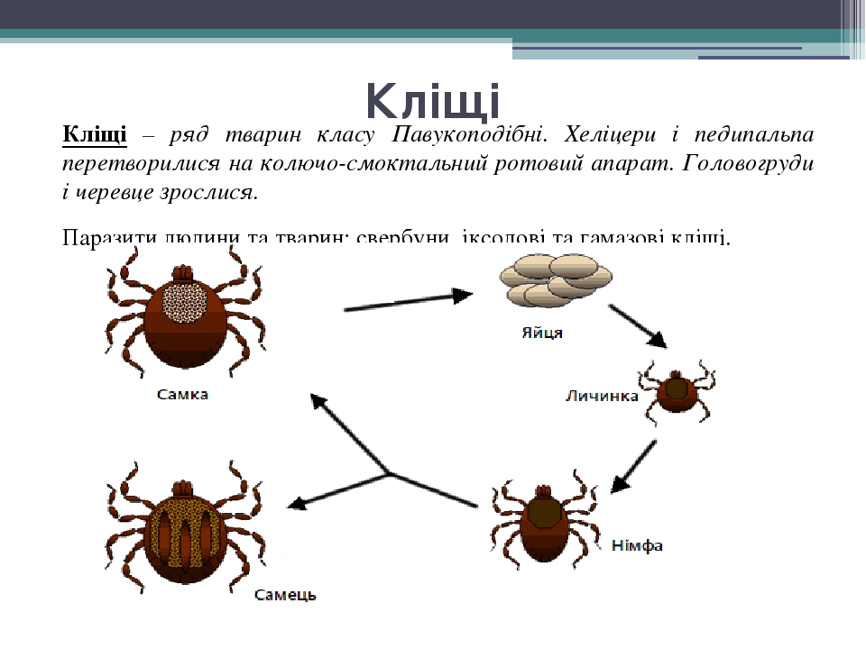 Кліщі Кліщі – ряд тварин класу Павукоподібні. Хеліцери і педипальпа перетворилися на колючо-смоктальний ротовий апарат. Головогруди і черевце зросл...