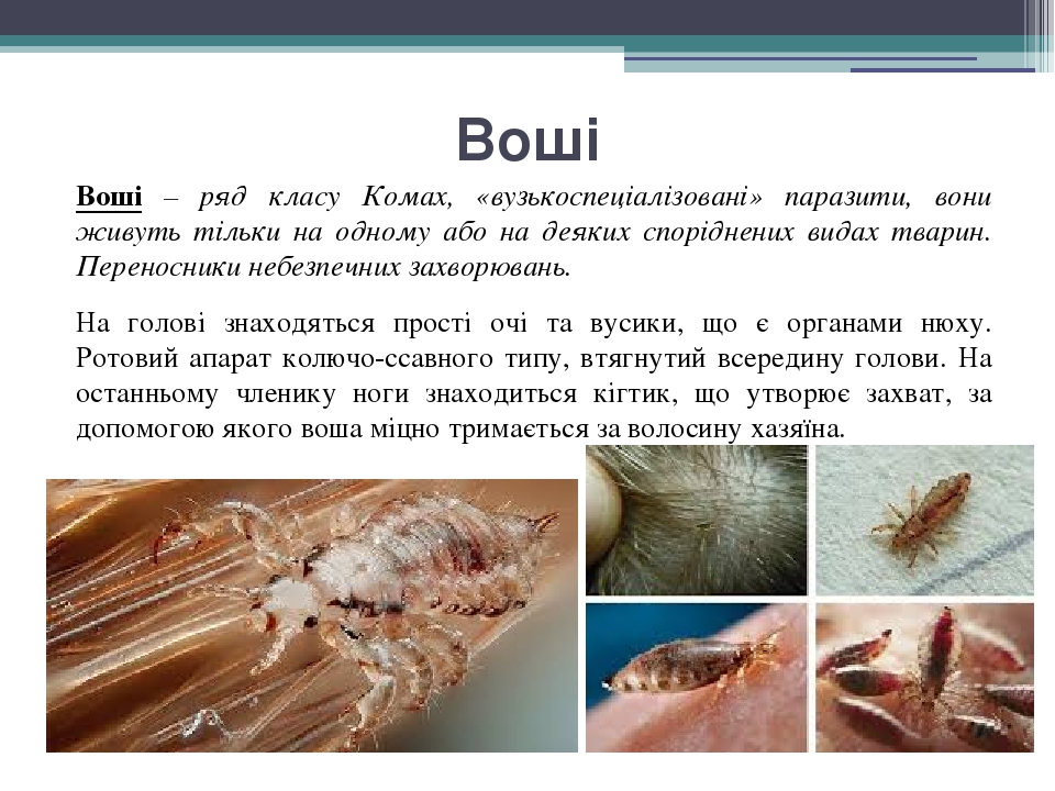 Воші Воші – ряд класу Комах, «вузькоспеціалізовані» паразити, вони живуть тільки на одному або на деяких споріднених видах тварин. Переносники небе...