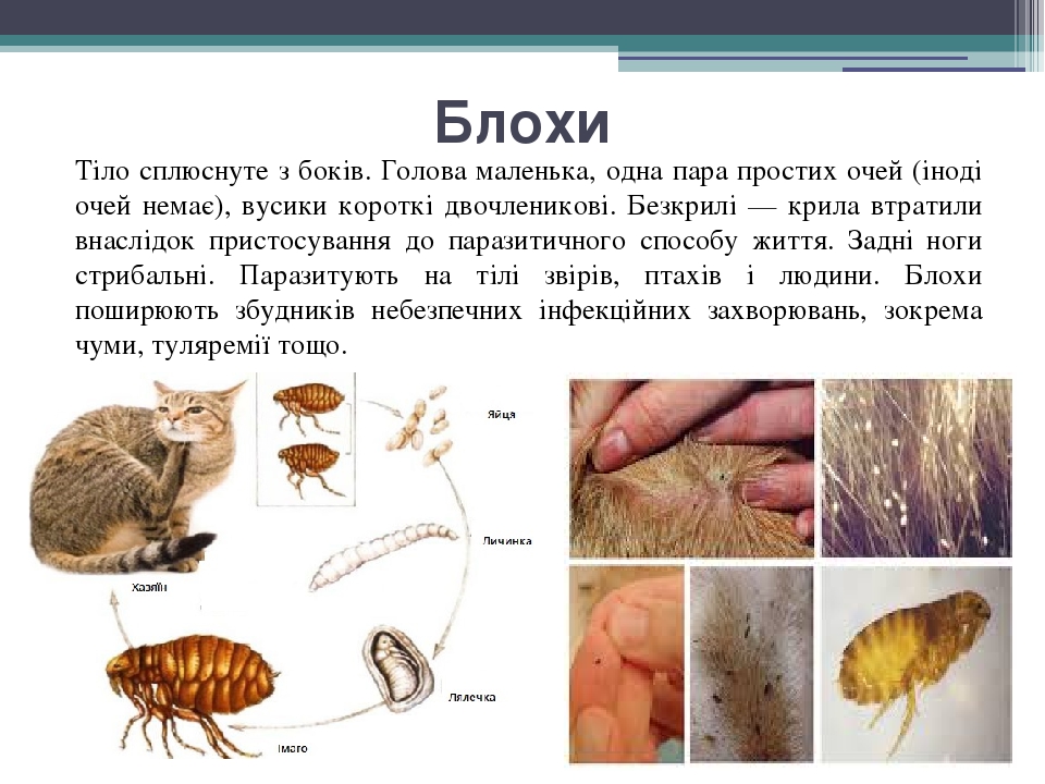 Блохи Тіло сплюснуте з боків. Голова маленька, одна пара простих очей (іноді очей немає), вусики короткі двочленикові. Безкрилі — крила втратили вн...