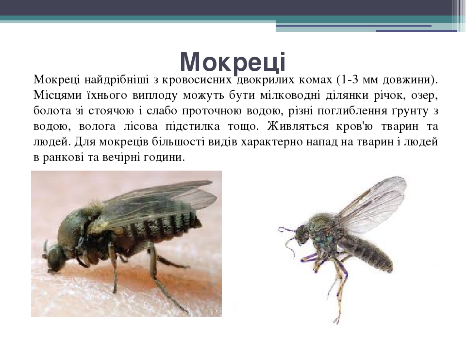 Мокреці Мокреці найдрібніші з кровосисних двокрилих комах (1-3 мм довжини). Місцями їхнього виплоду можуть бути мілководні ділянки річок, озер, бол...