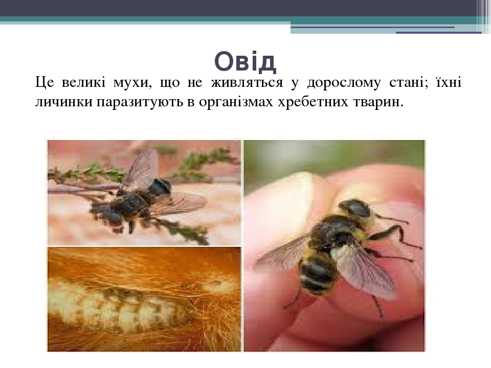 Овід Це великі мухи, що не живляться у дорослому стані; їхні личинки паразитують в організмах хребетних тварин.