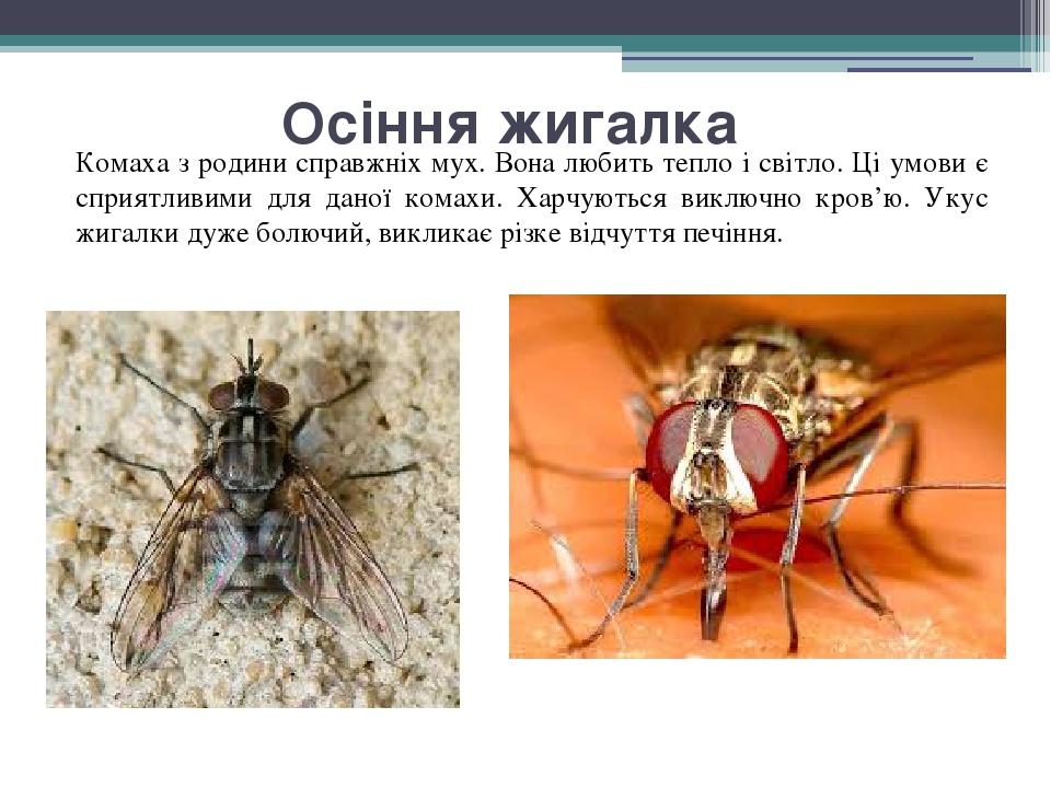 Осіння жигалка Комаха з родини справжніх мух. Вона любить тепло і світло. Ці умови є сприятливими для даної комахи. Харчуються виключно кров’ю. Уку...