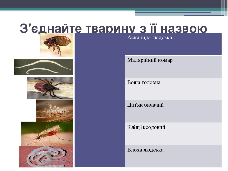 З'єднайте тварину з її назвою Аскарида людська Малярійний комар Воша головна Ціп'як бичачий Кліщіксодовий Блоха людська