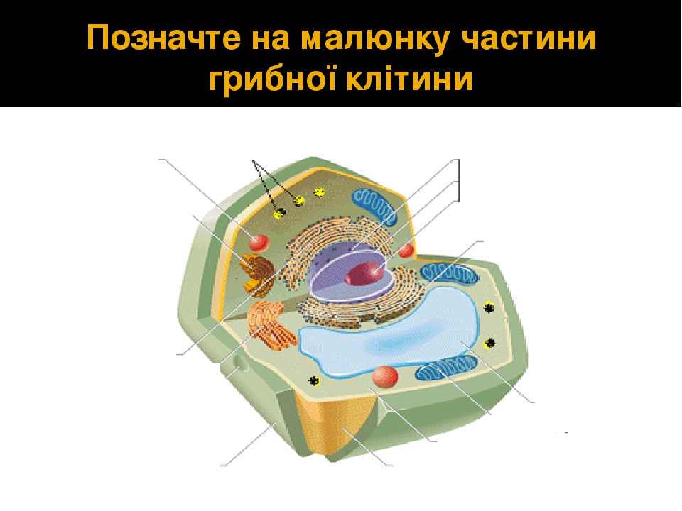 Презентація "Узагальнення теми «Клітина»