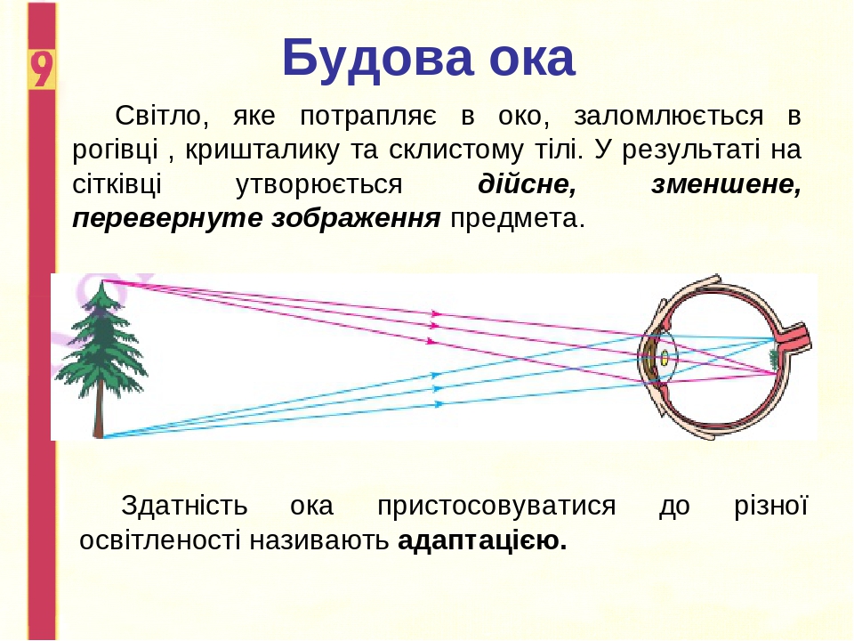 Око і зір проект з фізики