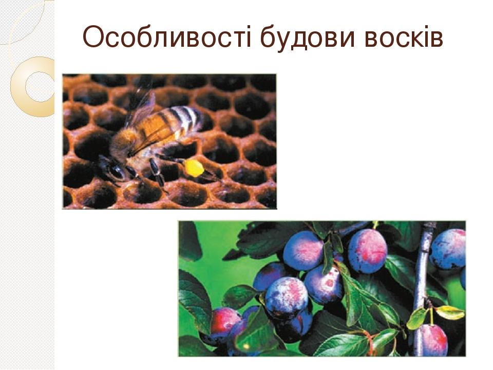 Особливості будови восків
