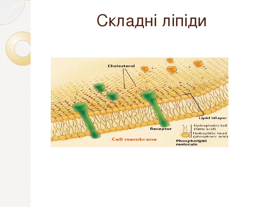 Складні ліпіди