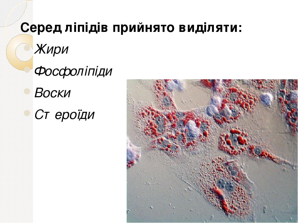 Серед ліпідів прийнято виділяти: Жири Фосфоліпіди Воски Стероїди