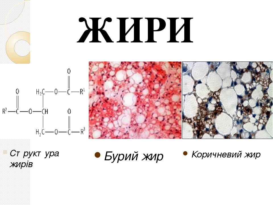 ЖИРИ Коричневий жир Бурий жир Структура жирів