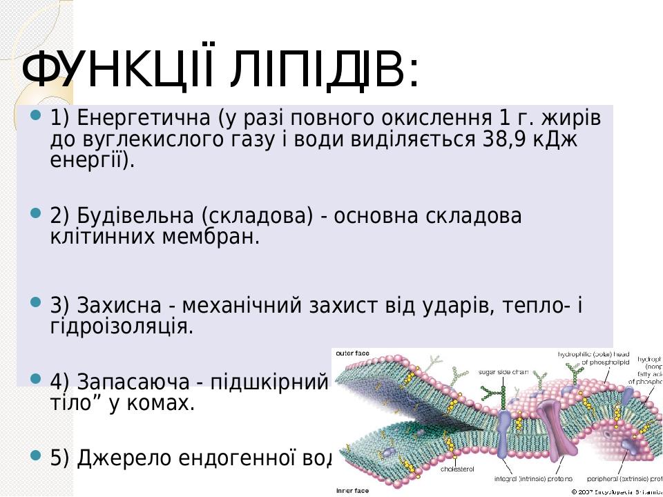 1) Енергетична (у разі повного окислення 1 г. жирів до вуглекислого газу і води виділяється 38,9 кДж енергії). 2) Будівельна (складова) - основна с...