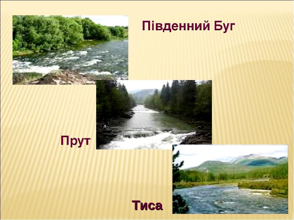 Тиса
